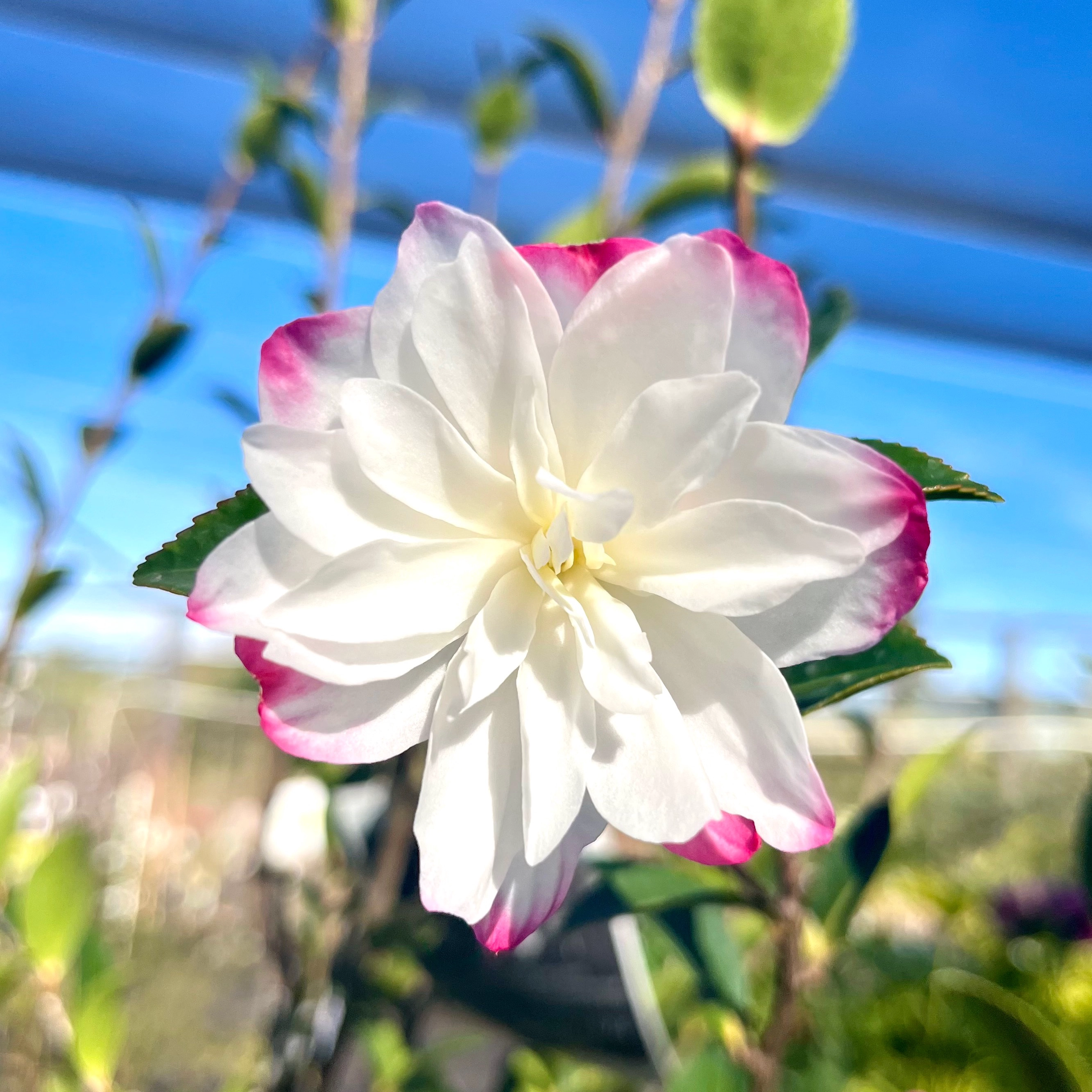 Camellia sasanqua Paradise Blush
