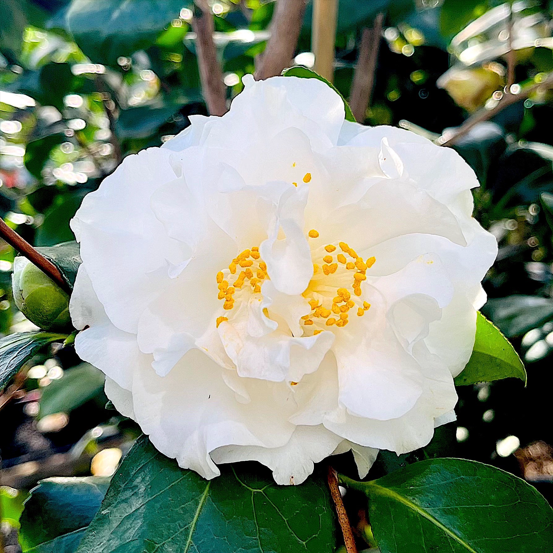 Camellia japonica Martha Tuck