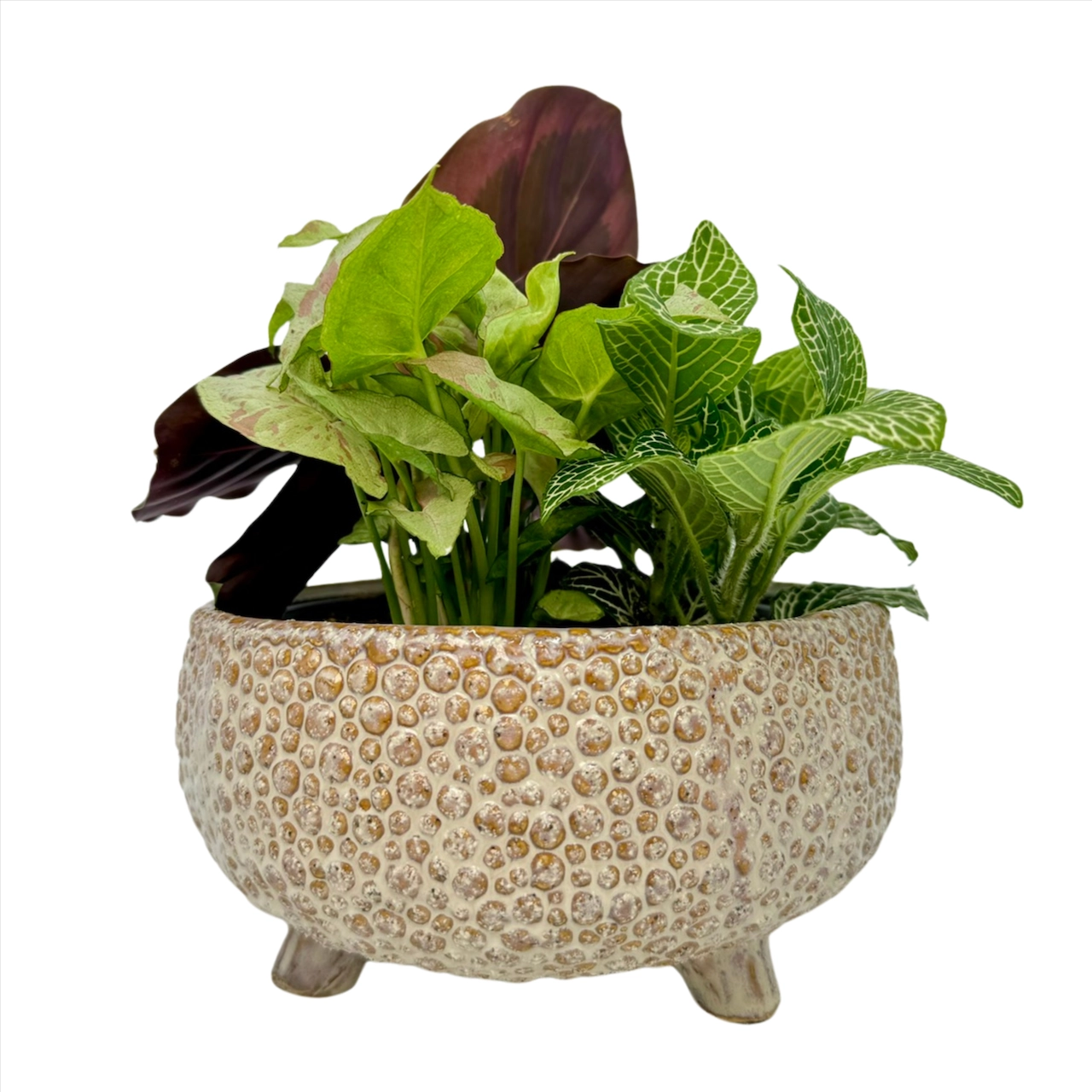 Mixed Indoor Garden with Embossed Dot Bowl 190MM