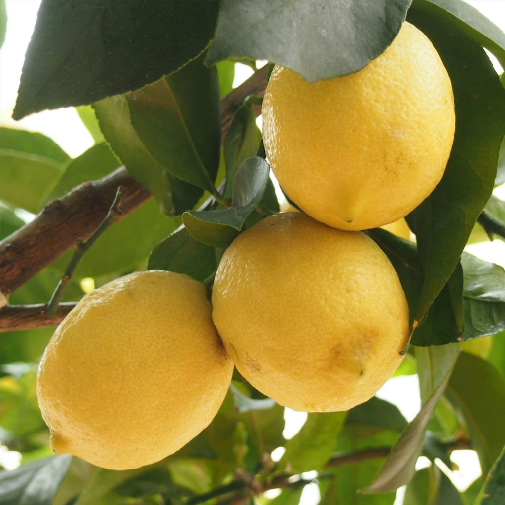 Dwarf Citrus & Fruits - Lemon Meyer