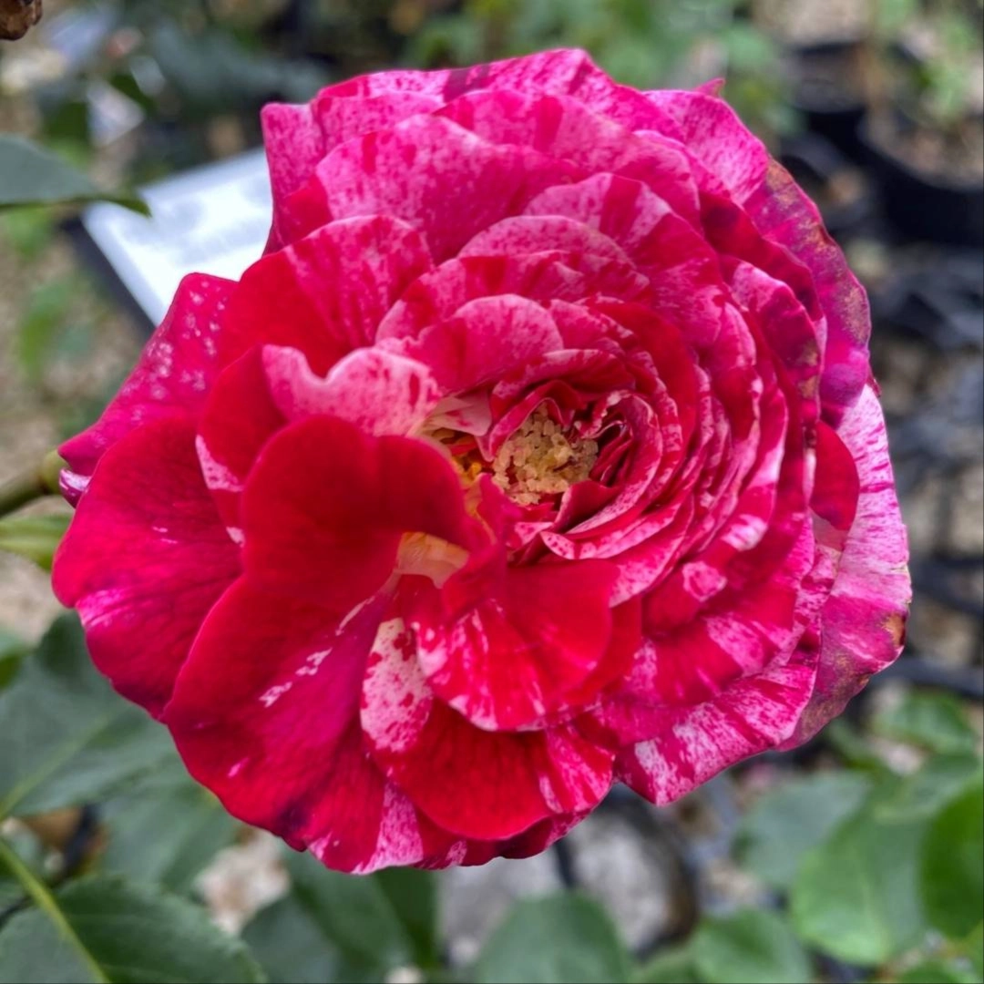 Rosa Floribunda 200MM