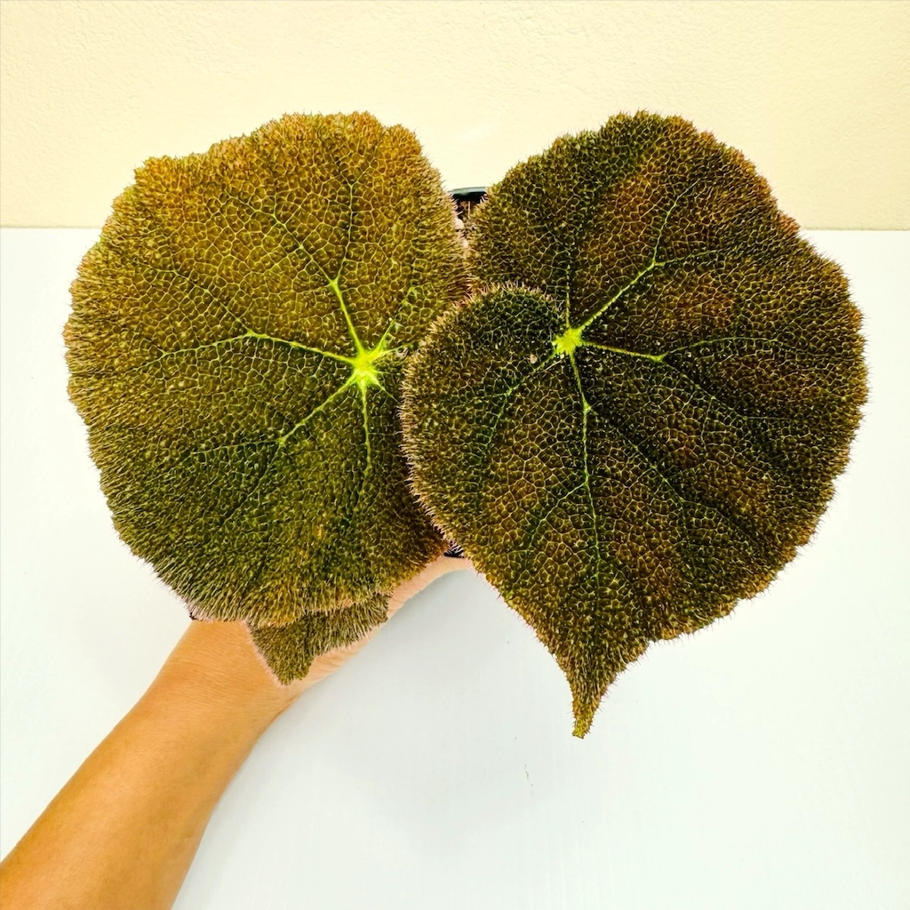 Begonia Jungle 120MM